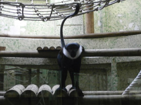 Смотреть фото Бородатая мартышка Фото Бородатая мартышка