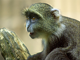 Смотреть фото Голубая мартышка Фото Голубая мартышка