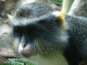 Смотреть фото Мартышка Вольфа Фото Мартышка Вольфа