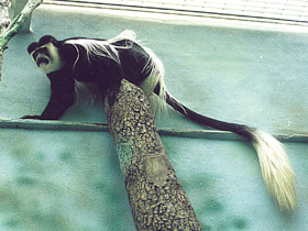 Фото Восточный колобус