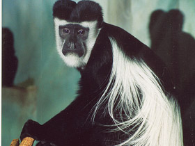 Фото Восточный колобус