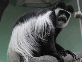 Фото Восточный колобус