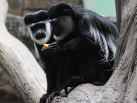 Фото Восточный колобус