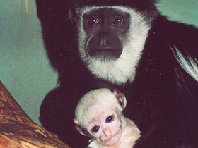 Фото Восточный колобус