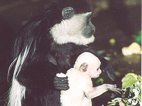 Фото Восточный колобус