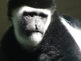 Фото Восточный колобус