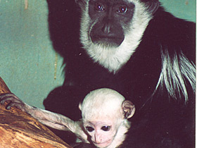 Восточный колобус