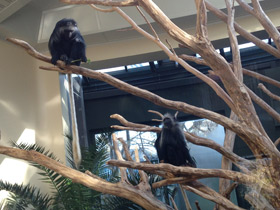 Смотреть фото Королевский колобус Фото Королевский колобус