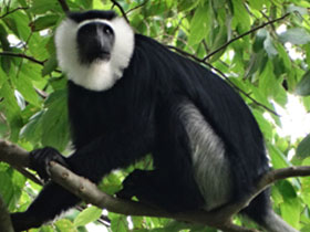 Смотреть фото Белоногий колобус Фото Белоногий колобус