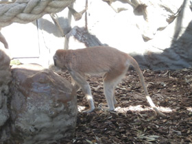 Смотреть фото Красная мартышка Фото Красная мартышка