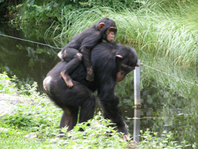 Фото Шимпанзе