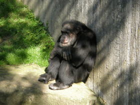 Смотреть фото Вилка дятлового вьюрка и наковальня калана Фото Вилка дятлового вьюрка и наковальня калана