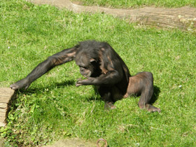 Фото Шимпанзе