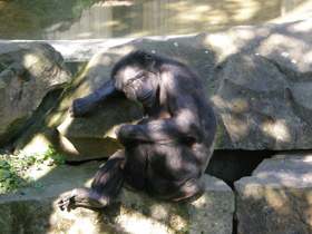 Фото Шимпанзе