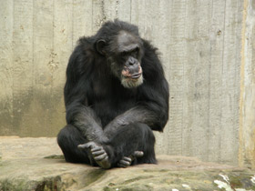 Фото Шимпанзе