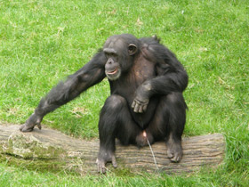 Фото Шимпанзе