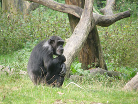 Фото Шимпанзе