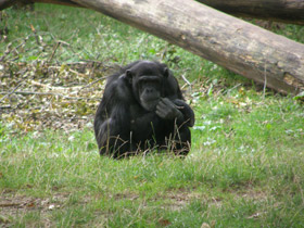 Фото Шимпанзе