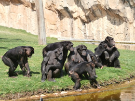 Фото Шимпанзе