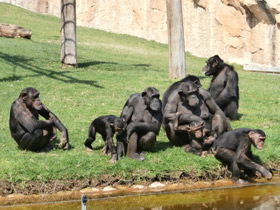 Фото Шимпанзе