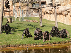 Фото Шимпанзе