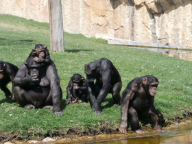 Фото Шимпанзе