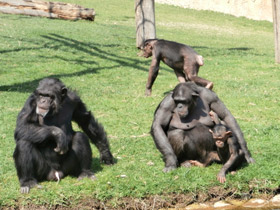 Фото Шимпанзе