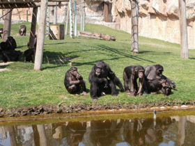 Фото Шимпанзе