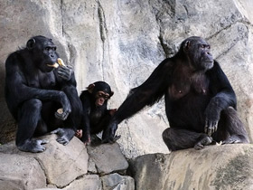 Фото Шимпанзе