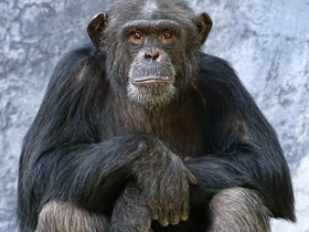 Фото Шимпанзе