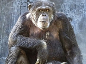 Фото Шимпанзе