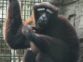 Фото Восточный хулок