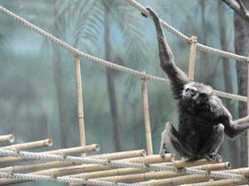 Смотреть фото Чернорукий гиббон Фото Чернорукий гиббон