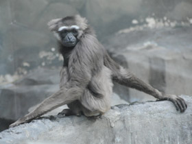 Смотреть фото Чернорукий гиббон Фото Чернорукий гиббон