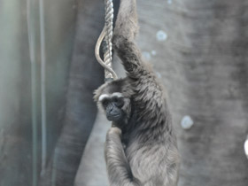 Смотреть фото Чернорукий гиббон Фото Чернорукий гиббон