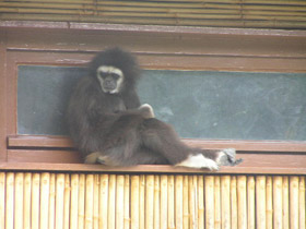 Смотреть фото Белорукий гиббон Фото Белорукий гиббон