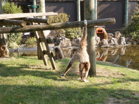 Смотреть фото Белорукий гиббон Фото Белорукий гиббон