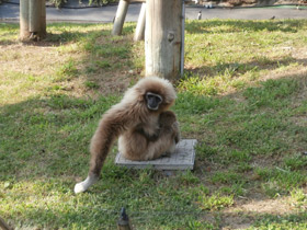 Смотреть фото Белорукий гиббон Фото Белорукий гиббон