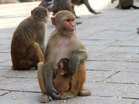 Смотреть фото Макак-резус Фото Макак-резус