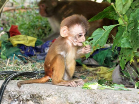 Макак-резус