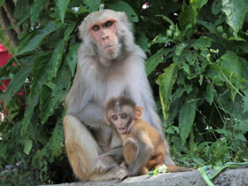 Смотреть фото Макак-резус Фото Макак-резус