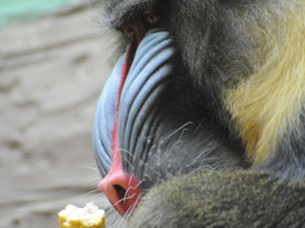 Смотреть фото Мандрил Фото Мандрил