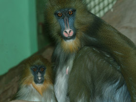 Смотреть фото Мандрил Фото Мандрил