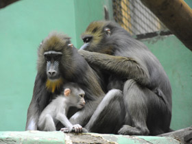 Смотреть фото Мандрил Фото Мандрил