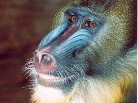 Мандрил Мандрил