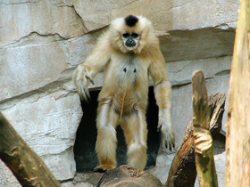 Смотреть фото Желтощёкий гиббон Фото Желтощёкий гиббон