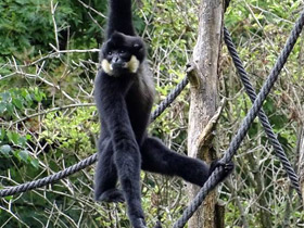 Смотреть фото Желтощёкий гиббон Фото Желтощёкий гиббон