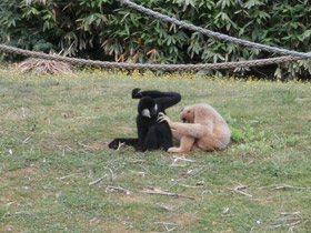 Смотреть фото Северный белощекий гиббон Фото Северный белощекий гиббон