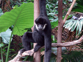 Смотреть фото Северный белощекий гиббон Фото Северный белощекий гиббон