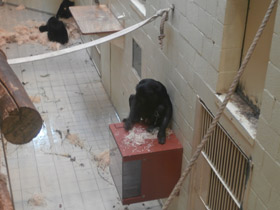 Смотреть фото Бонобо Фото Бонобо